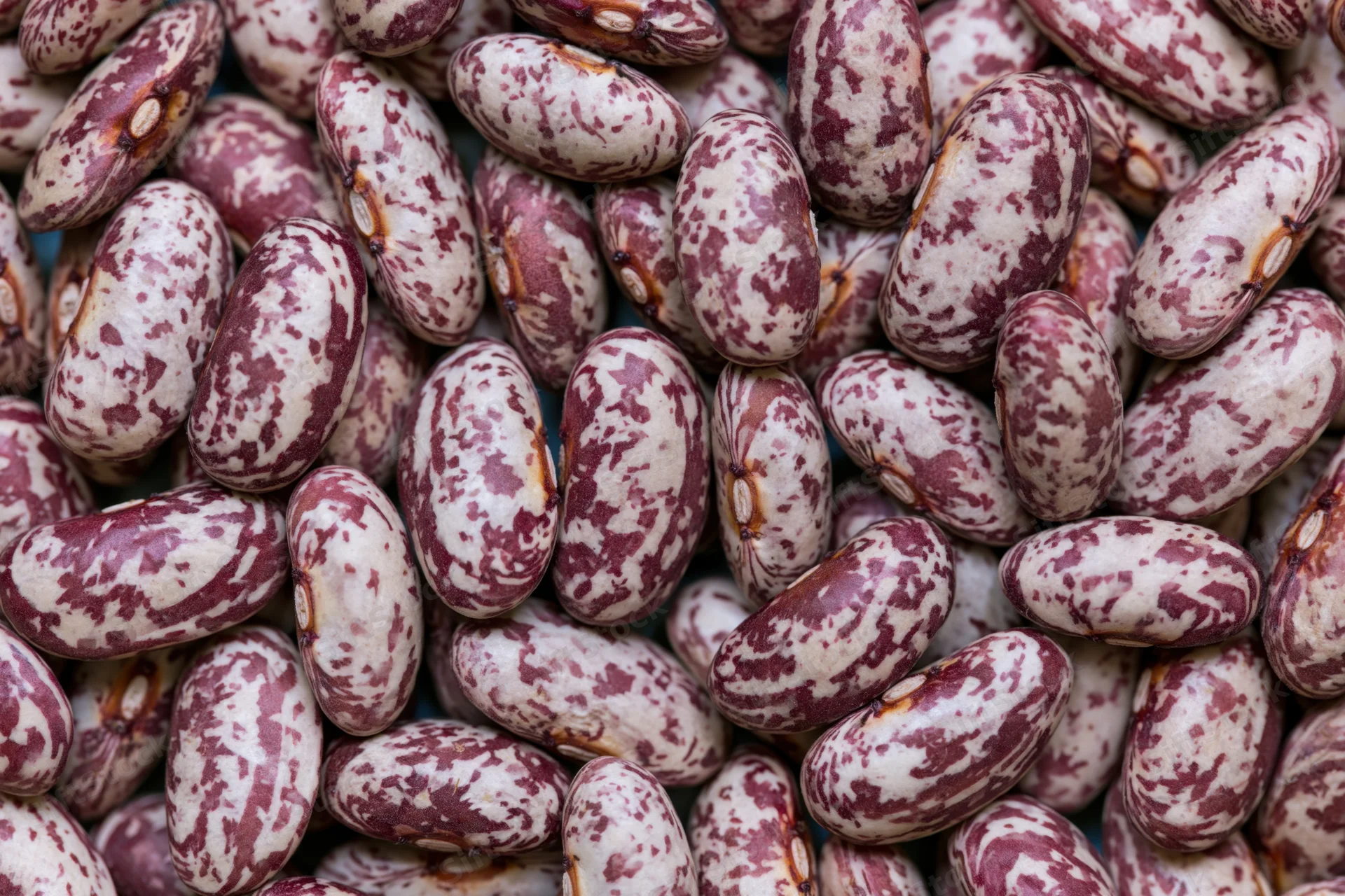Closeup of dried speckled borlotti beans piled together filling the frame