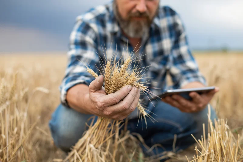 Farmer crouching in wheat field holding stalks and tablet for crop inspection