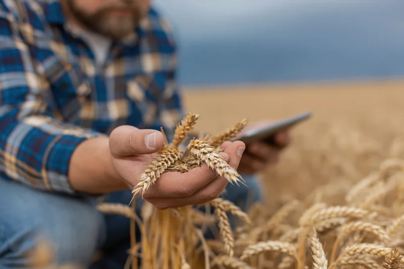 Farmer crouching in wheat field holding stalks and using smartphone