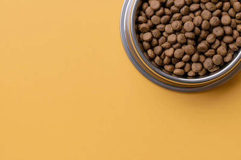 Stainless steel bowl filled with dry brown kibble on orange surface