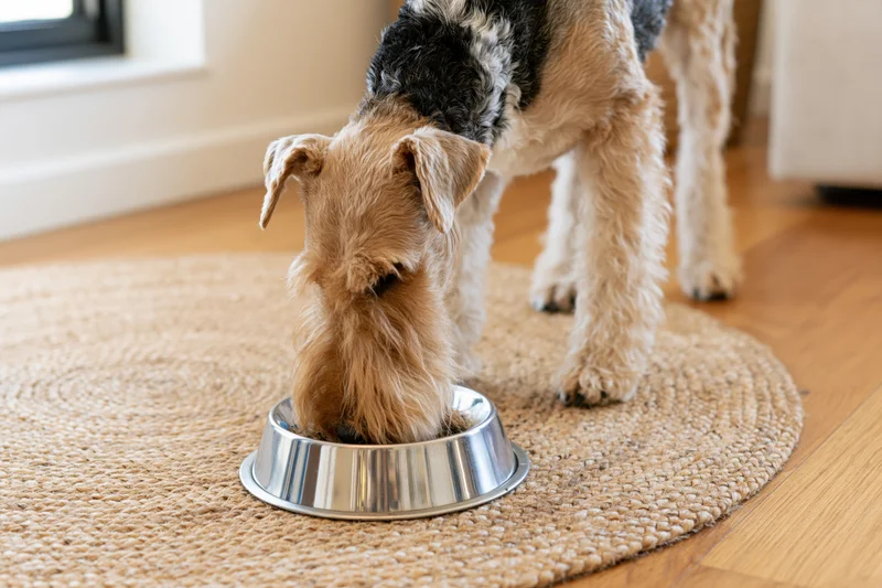 Wire fox terrier eating from a stainless steel bowl on a round jute rug in a home interior