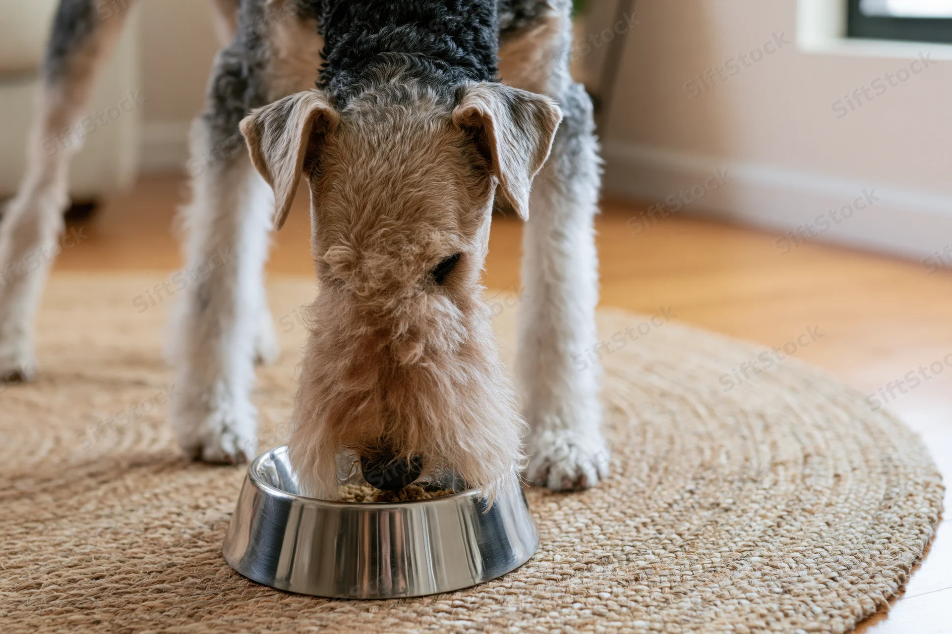 Wire fox terrier eating from a stainless steel bowl on a round jute rug in a home interior