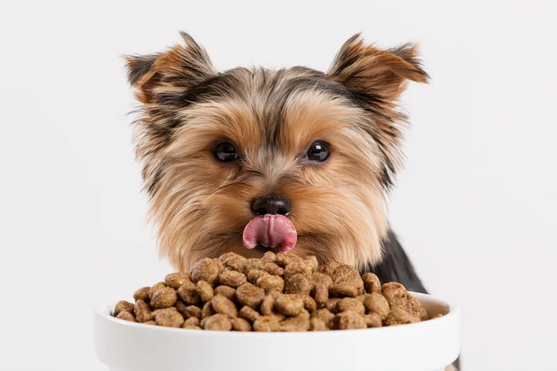 Yorkshireterrier puppy licking its nose while sitting behind a bowl of dry dog food in studio setting