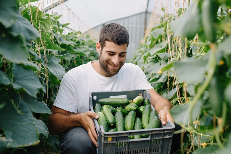 Young bearded farmer crouching in greenhouse holding crate of cucumbers among leafy vines