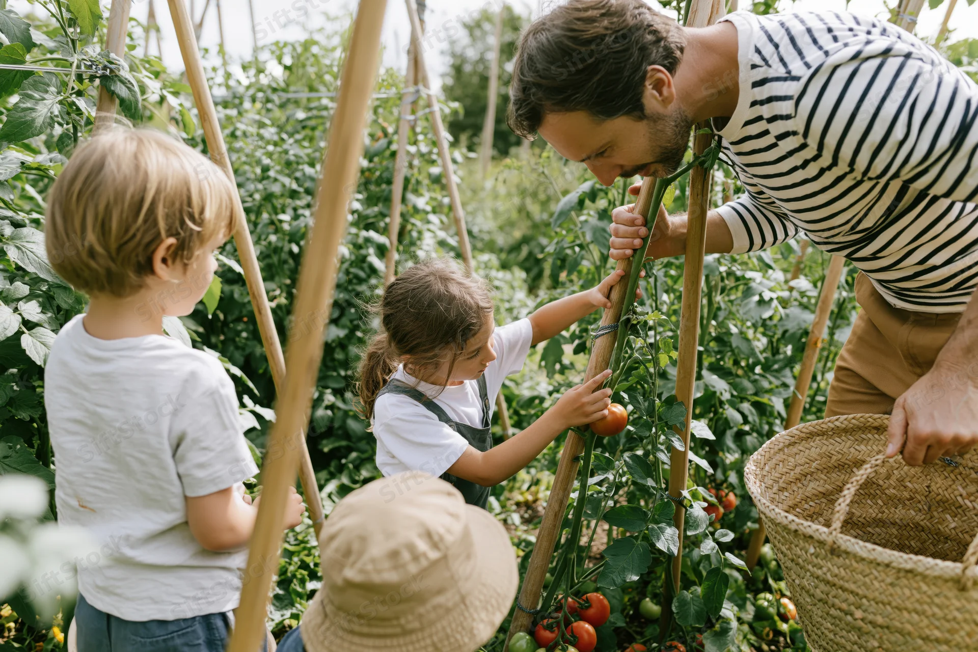 Father and two children harvesting tomatoes in a garden with a woven basket and wooden trellis