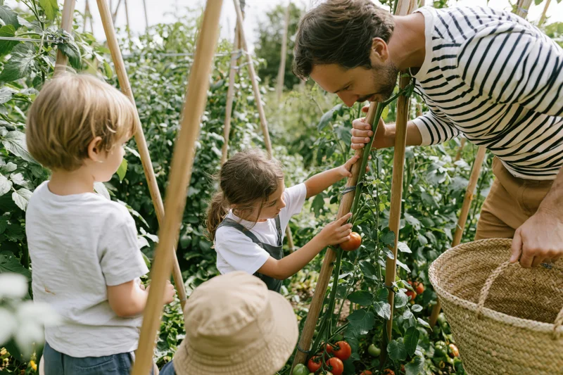 Father and two children harvesting tomatoes in a garden with a woven basket and wooden trellis