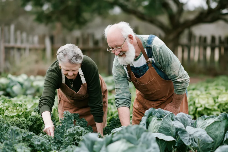 Older couple tending leafy vegetables in a garden together