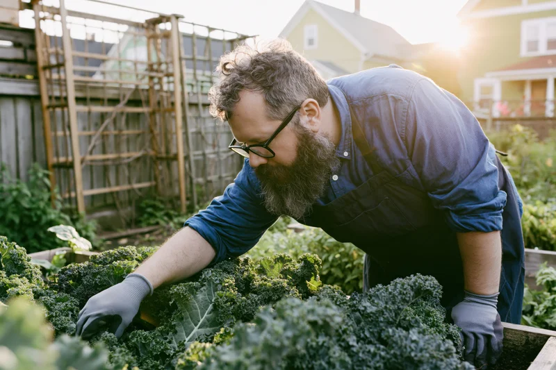 Bearded man tending curly kale in a raised garden bed outdoors