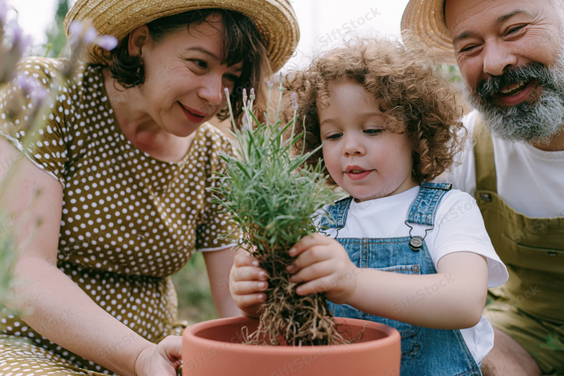Young child with curly hair planting lavender in terracotta pot with grandparents in garden