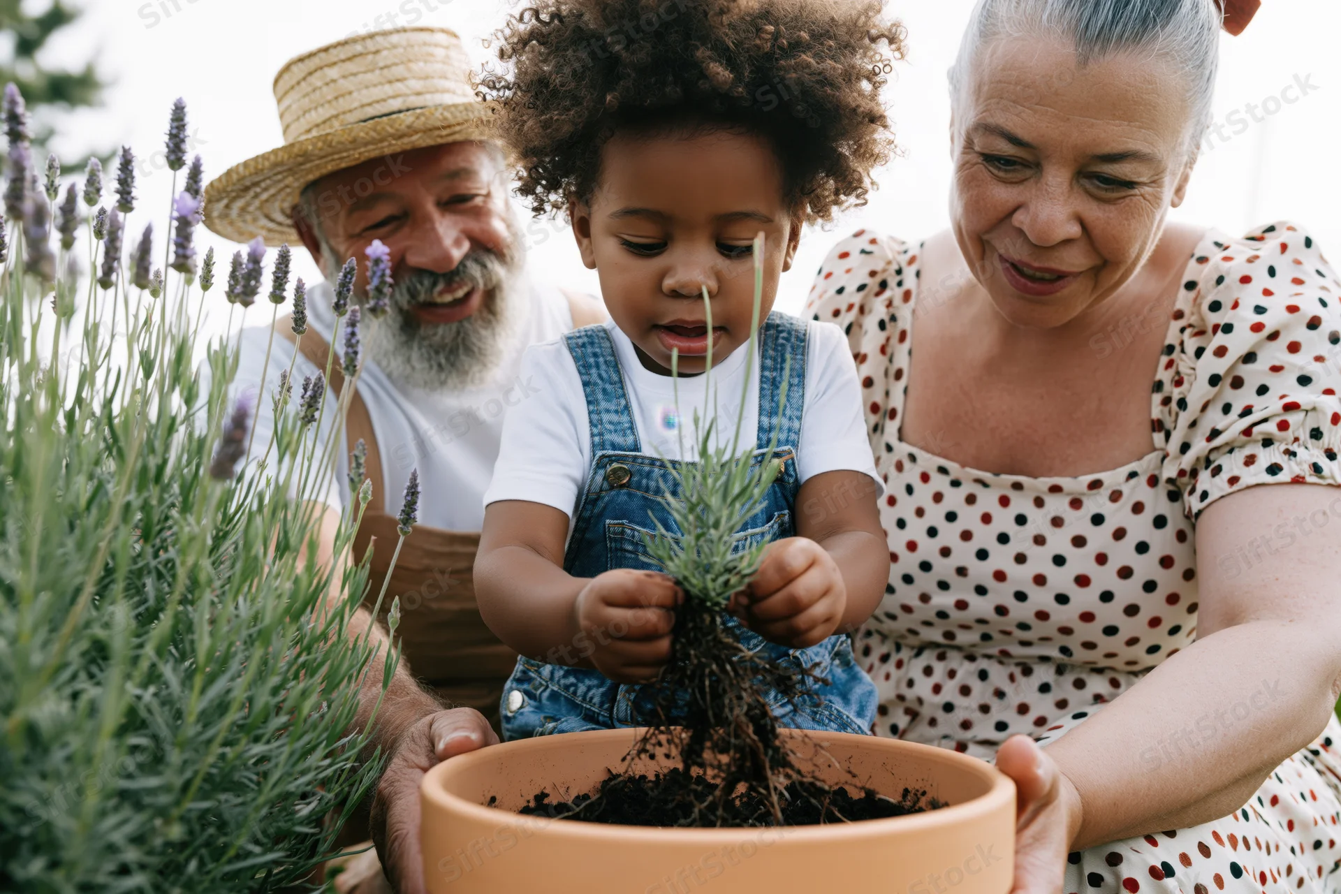 Young child planting lavender with grandparents in a garden