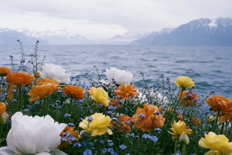 Colorful ranunculus and wildflowers blooming in a garden by a lake with mountains in the background