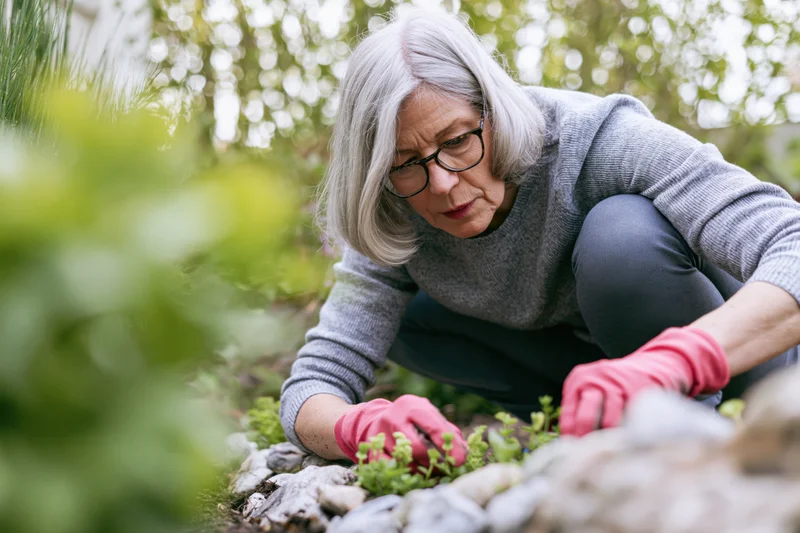 Senior woman crouching to tend small plants in a garden bed surrounded by rocks and greenery