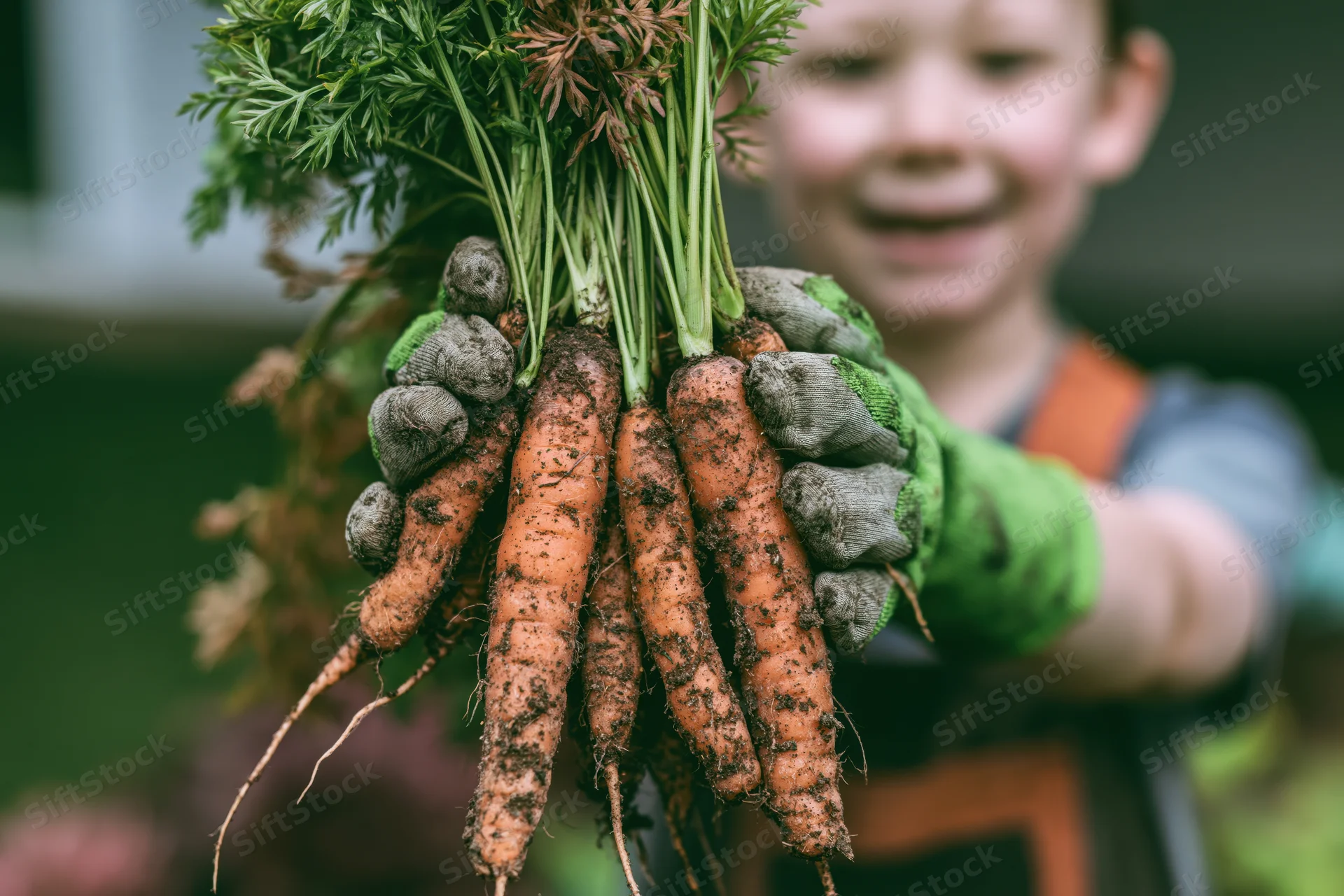 Child holding freshly pulled carrots in garden with green gloves