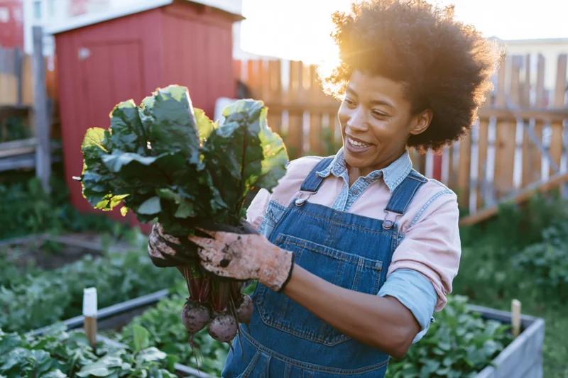 Woman holding harvested beets in a garden at sunset