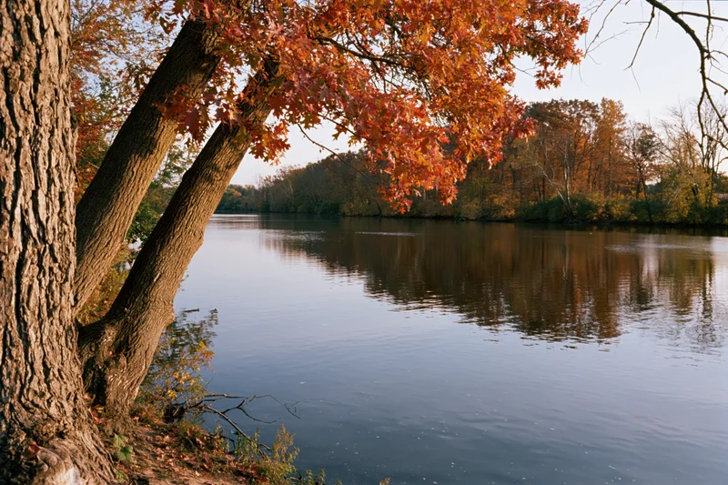 Calm river reflecting autumn forest with orange leaves and tree trunks along the shoreline