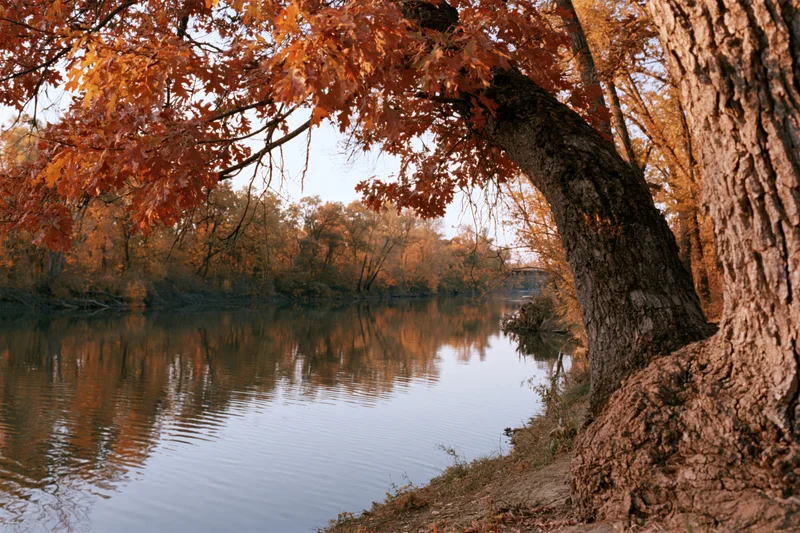 Calm river reflecting autumn forest framed by leaning oak tree at dusk