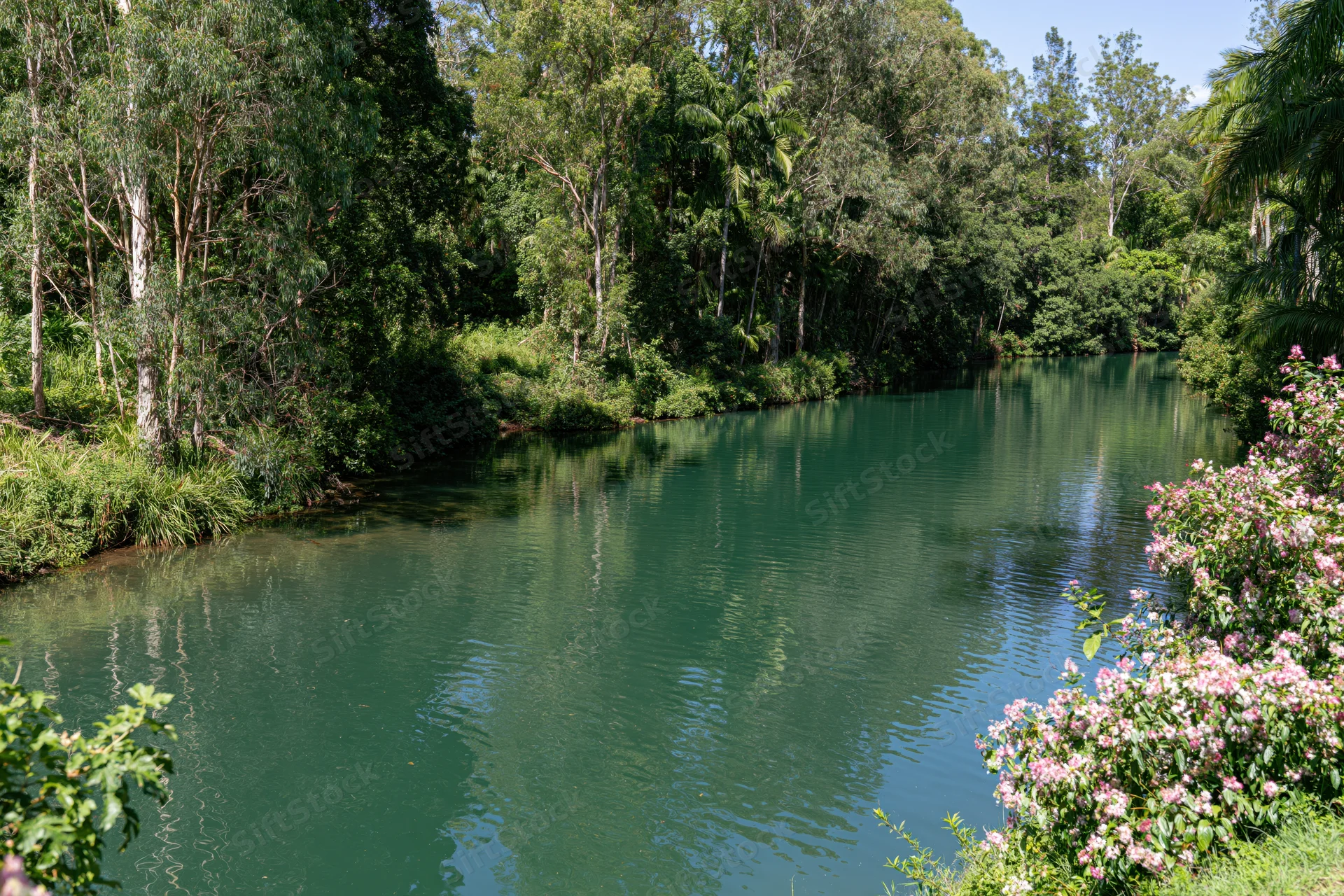 Calm river winding through dense green eucalyptus and palm trees with pink flowering shrubs along the banks