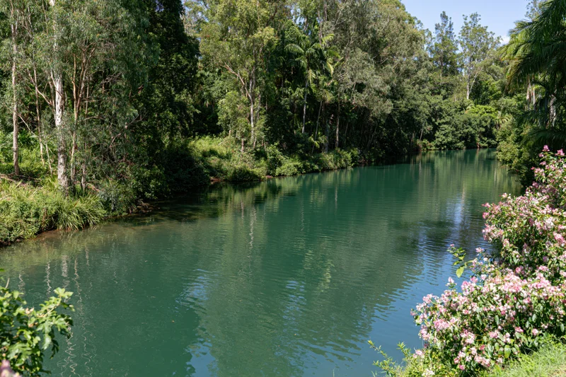 Calm river winding through dense green eucalyptus and palm trees with pink flowering shrubs along the banks