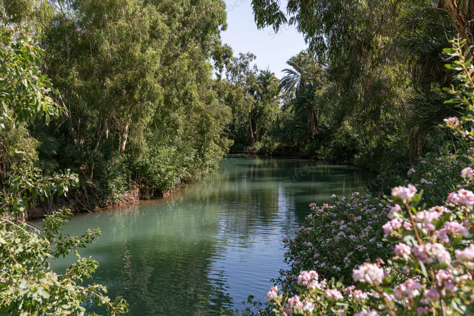 Calm river winding through dense green eucalyptus and palm trees with pink flowers along the banks