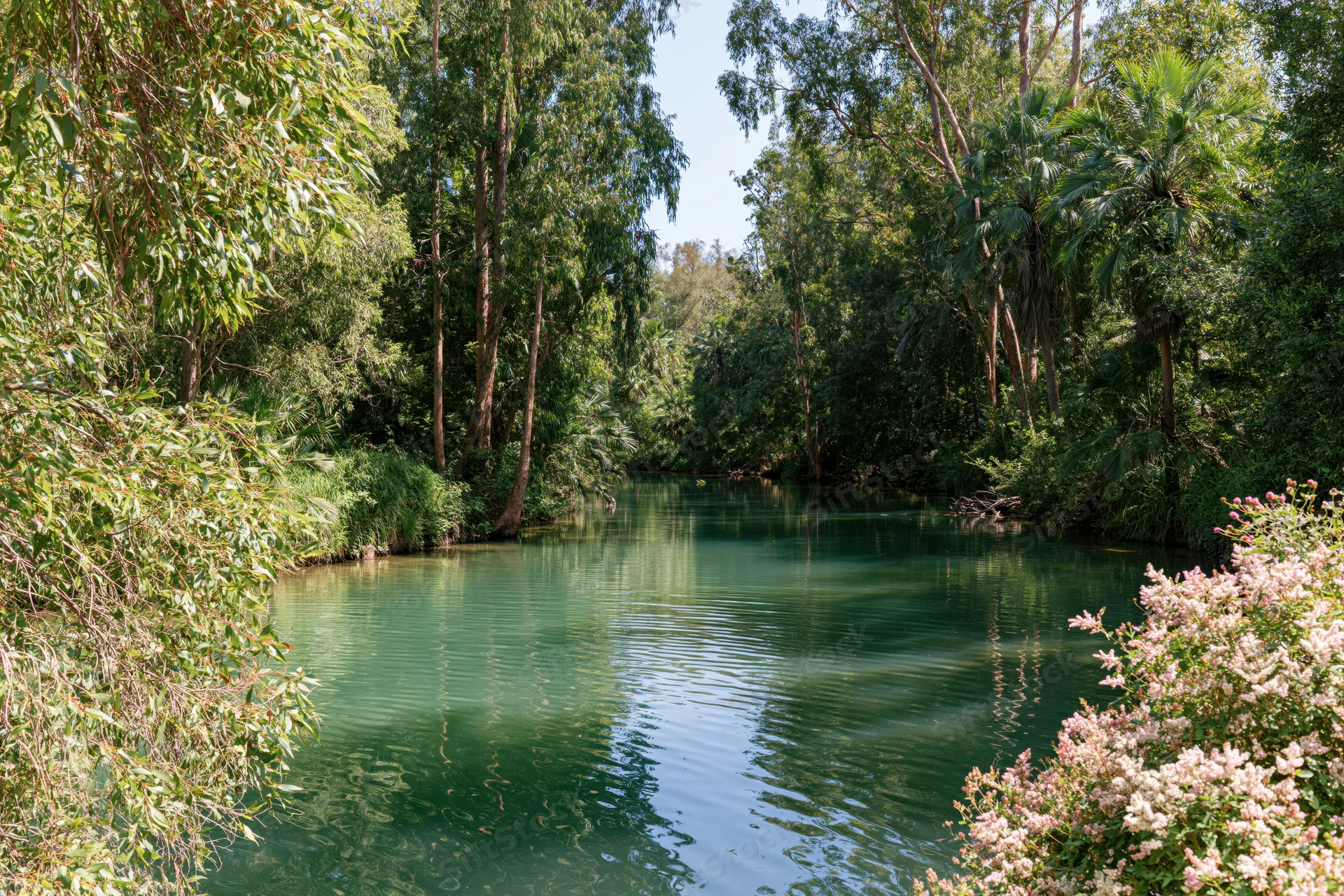 Calm river winding through dense green eucalyptus and palm trees in a natural forest setting