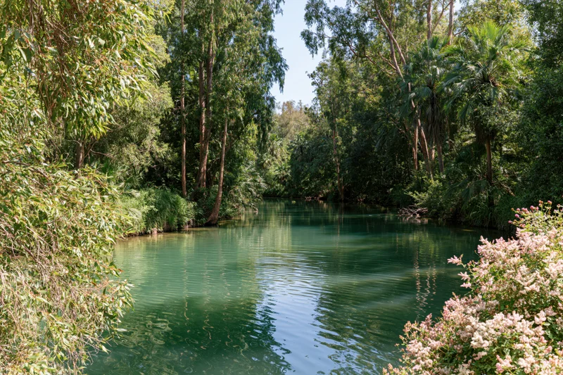 Calm river winding through dense green eucalyptus and palm trees in a natural forest setting