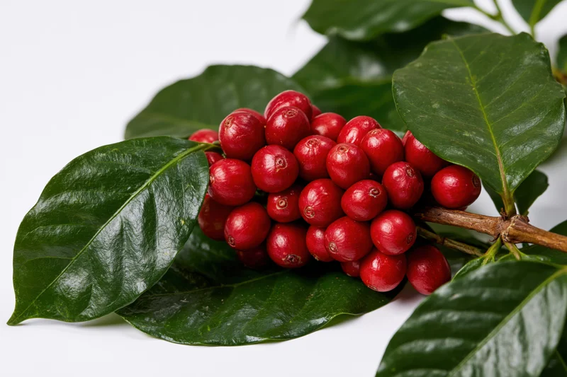 Coffee plant branch with dense cluster of ripe red cherries and green leaves on white background