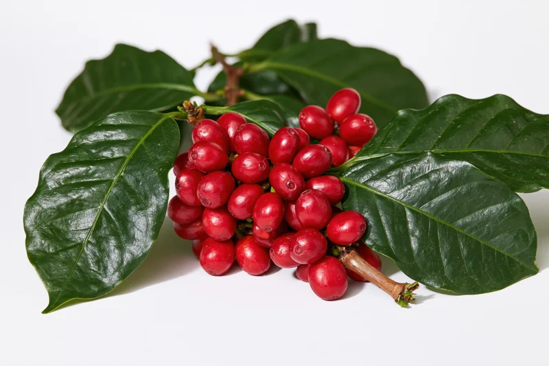 Coffee plant branch with ripe red cherries and green leaves on white background