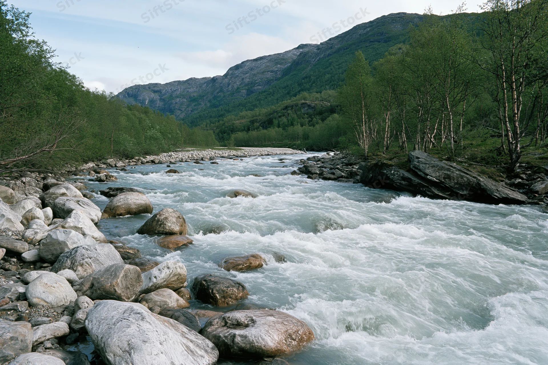 Fast-moving glacial river rushing over rounded boulders in a mountain valley with birch trees and forested slopes