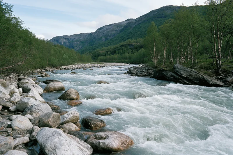 Fast-moving glacial river rushing over rounded boulders in a mountain valley with birch trees and forested slopes