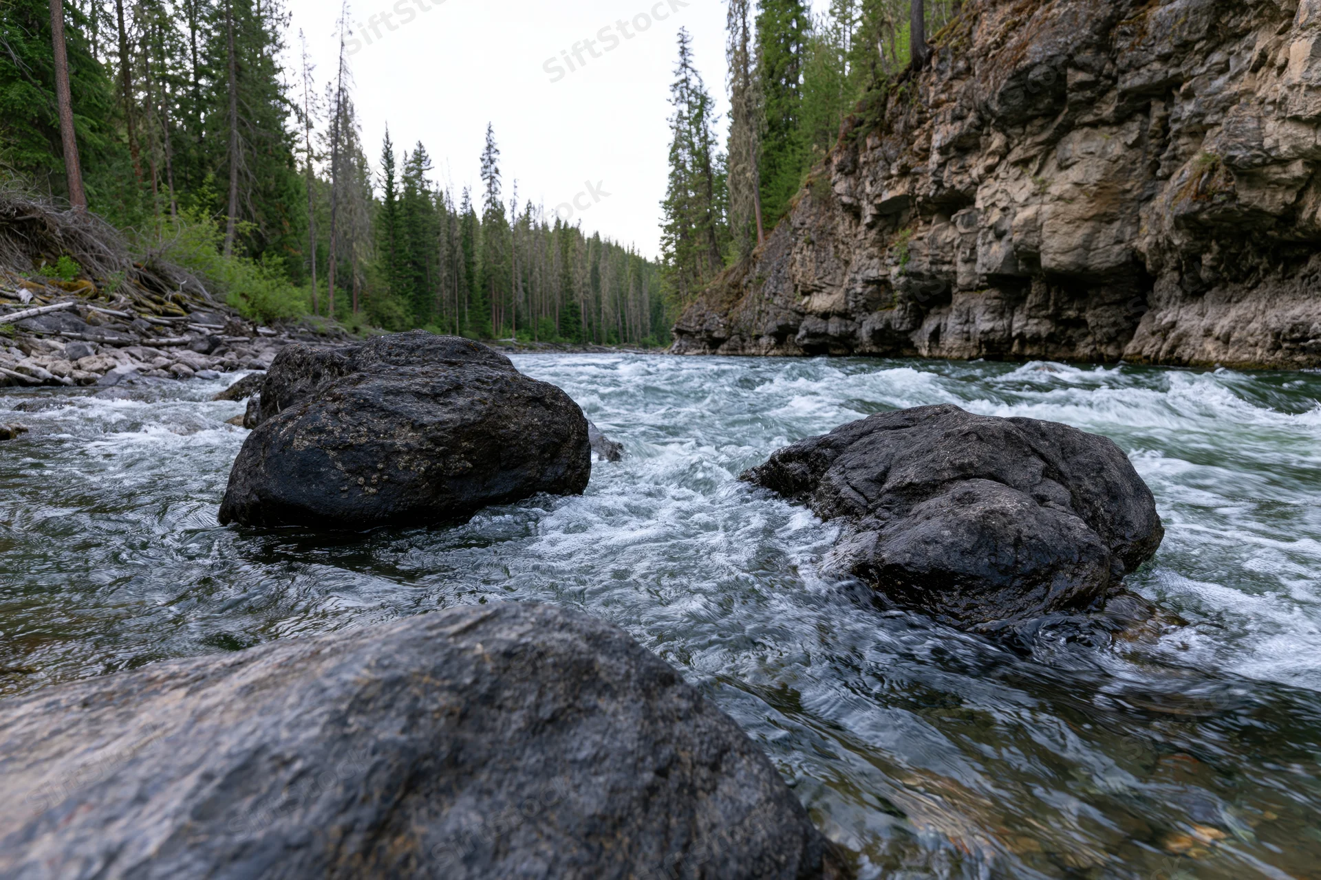 Fast-moving river flowing through rocky canyon surrounded by pine forest
