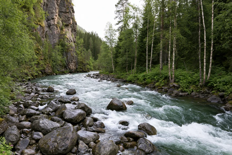 Glacial mountain river rushing over scattered boulders through forested canyon