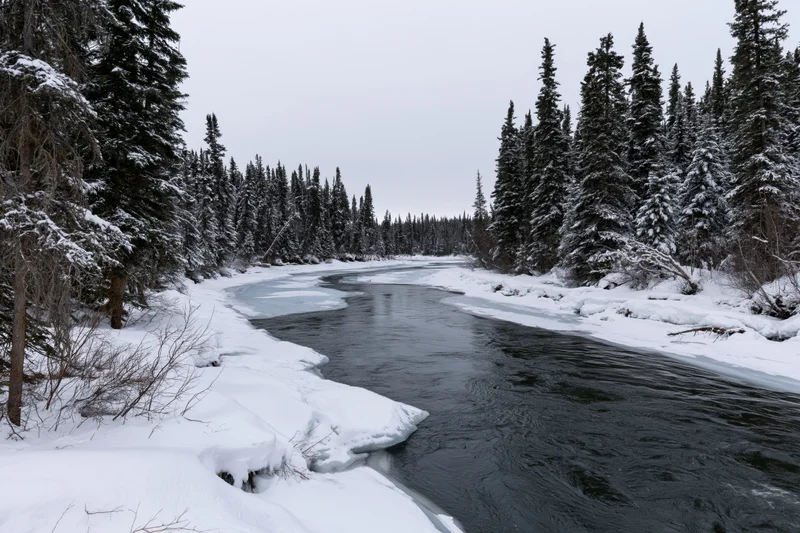 Partially frozen river winding through snow-covered boreal forest