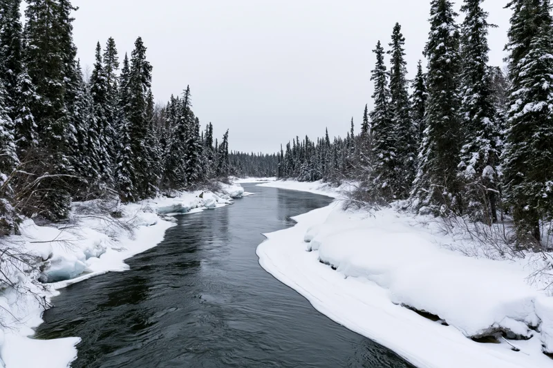 A winding river flows through a snow-covered boreal forest in winter