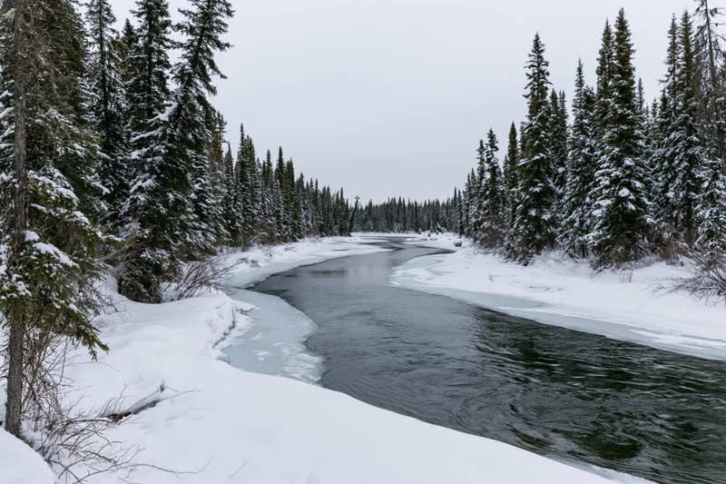 Partially frozen river winding through snow-covered boreal forest