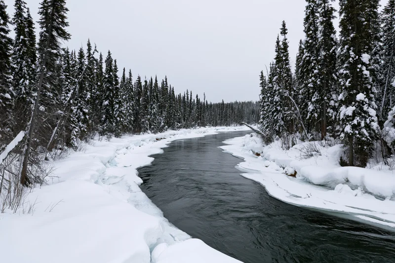 A partially frozen river winding through a dense snow-covered boreal forest