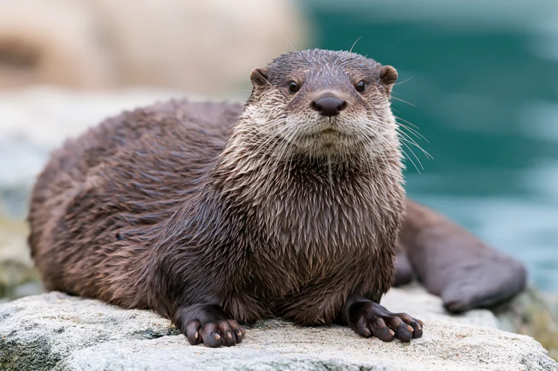 River otter resting on flat rock with front paws forward near water