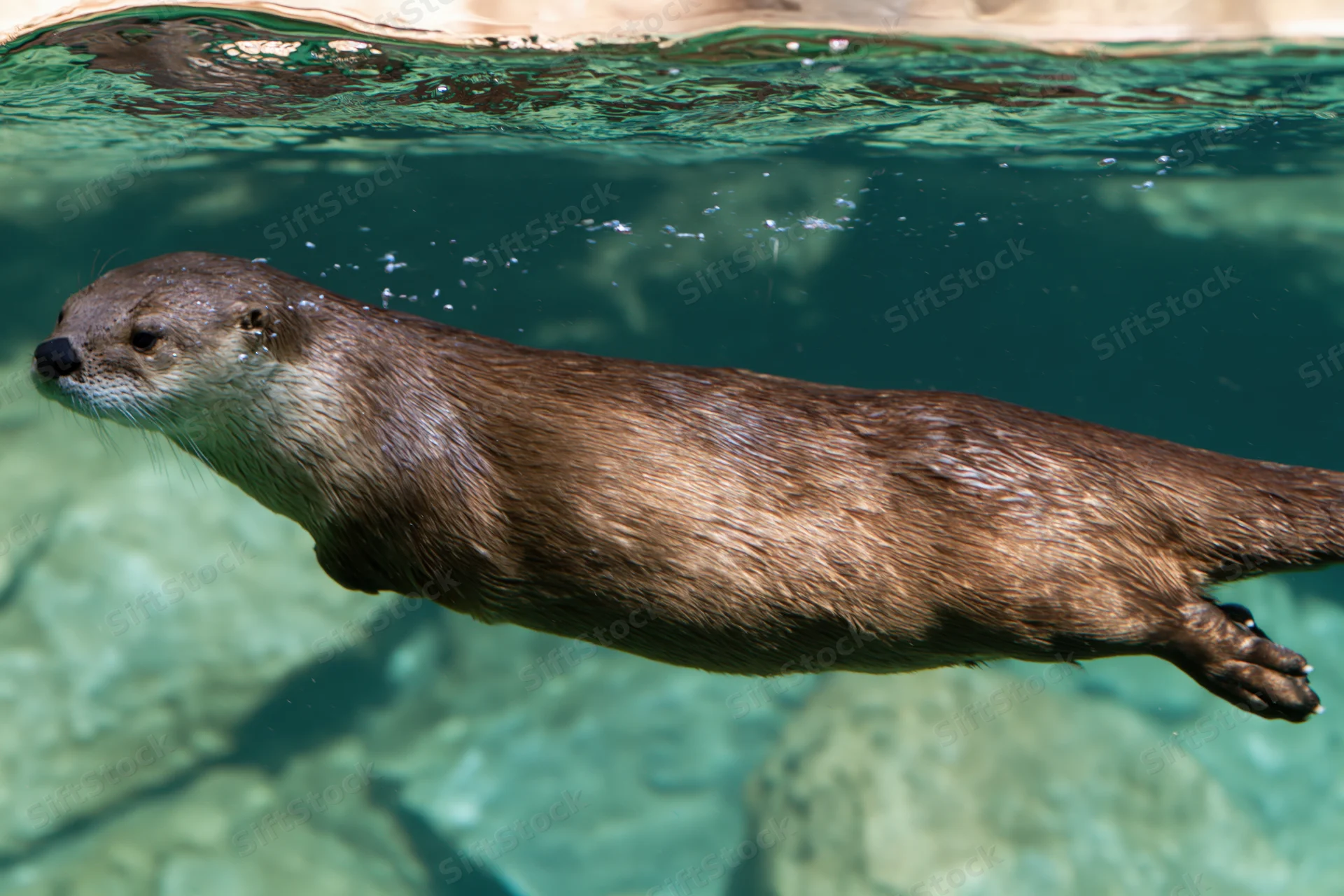 River otter swimming underwater with streamlined body in clear water near rocks
