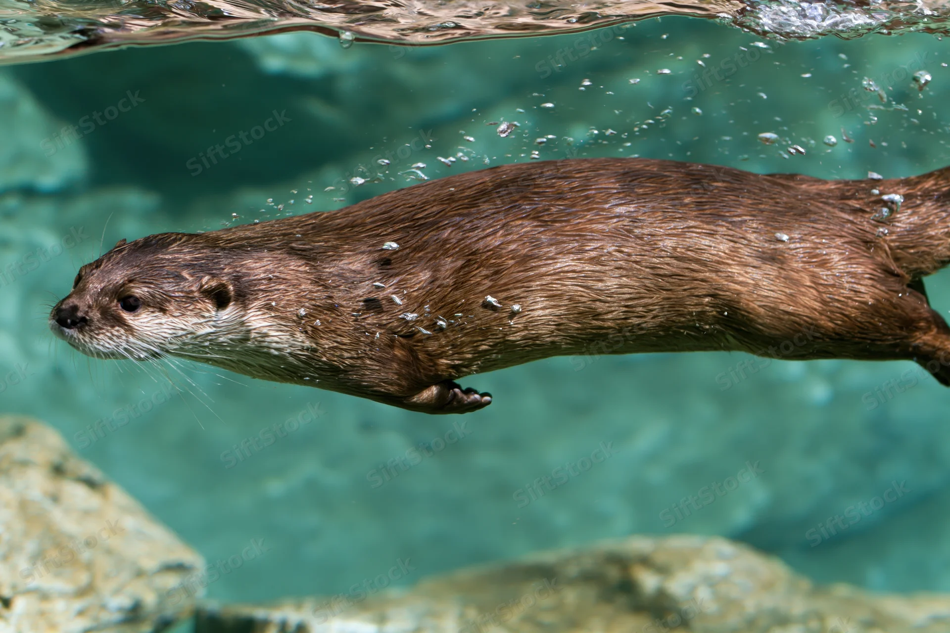 River otter swimming underwater with streamlined body near rocks in clear water