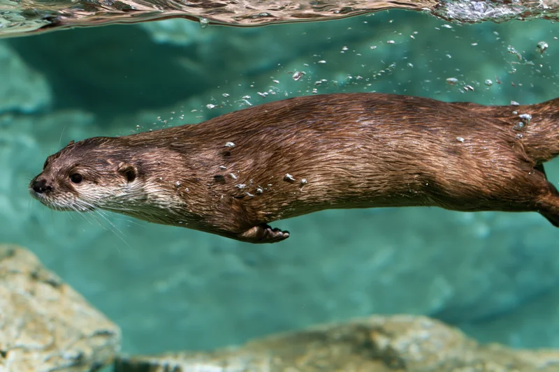 River otter swimming underwater with streamlined body near rocks in clear water