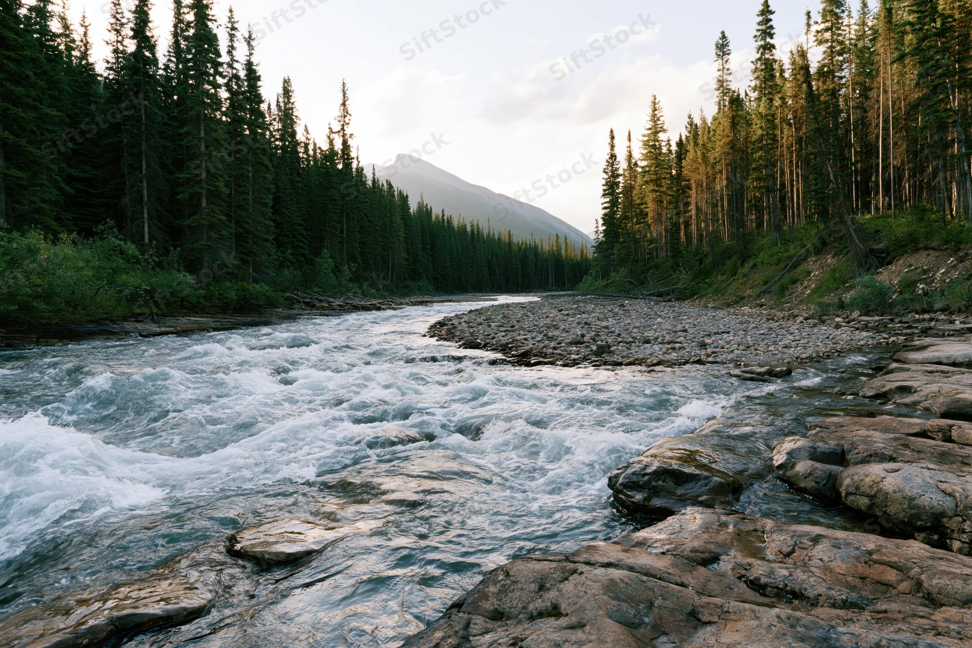 Rushing mountain river flowing over flat rock ledges surrounded by dense pine forest