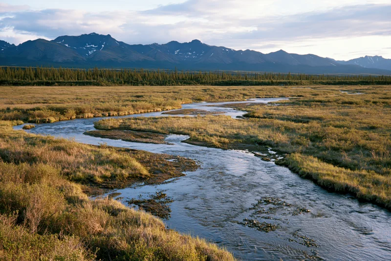Braided river winding through open tundra shrubland with distant snow-capped mountains and forested valley