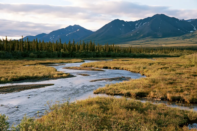 Braided river winding through open tundra shrubland with distant mountains and evergreen forest in background