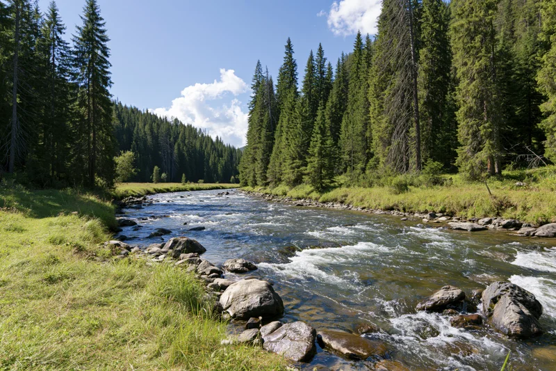 Shallow mountain river flowing over rocks and small rapids through a pine forest valley