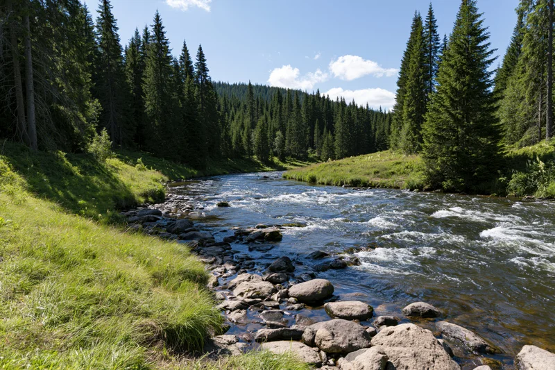 Shallow mountain river flowing over rocks and small rapids through a pine forest meadow