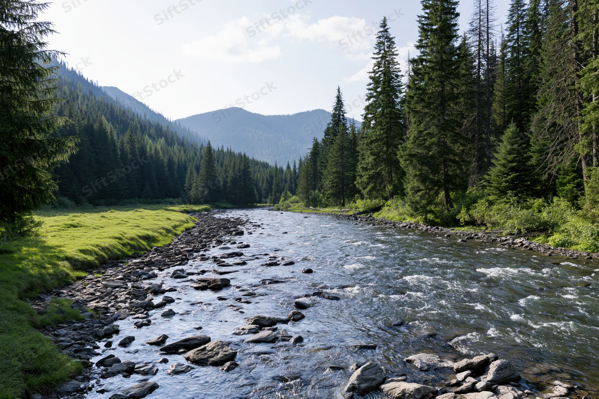 Shallow mountain river flowing over scattered rocks through forested valley with pine trees and green meadow under daylight