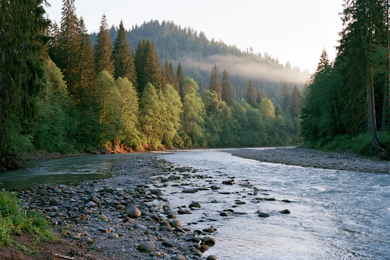 Shallow mountain river flowing over scattered stones through dense forest valley at dawn