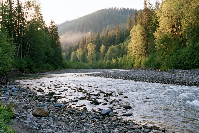 Shallow mountain river flowing over scattered stones surrounded by dense forest and misty hills at sunrise