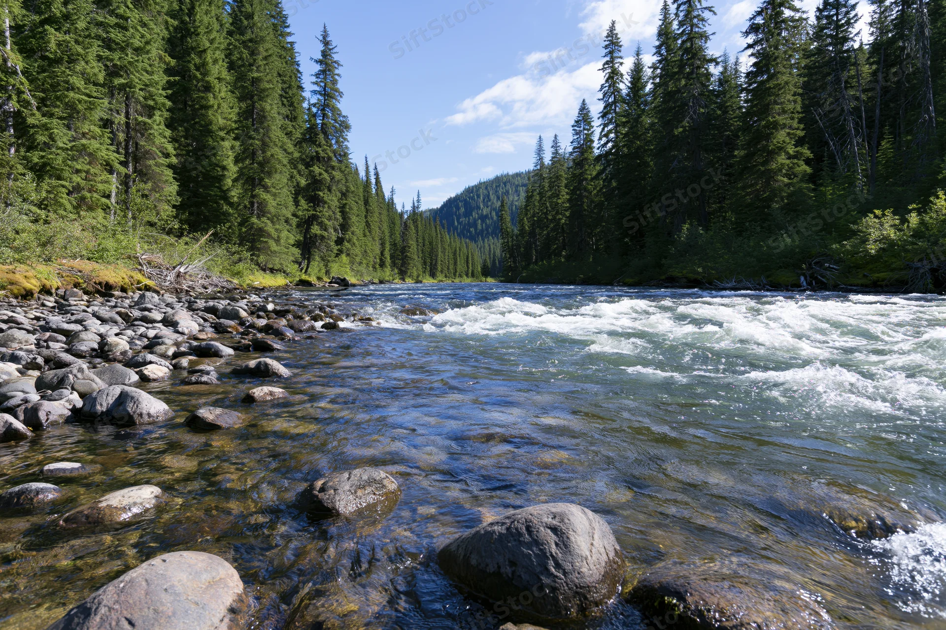 Shallow mountain river rushing over smooth rocks and stones in a forested valley