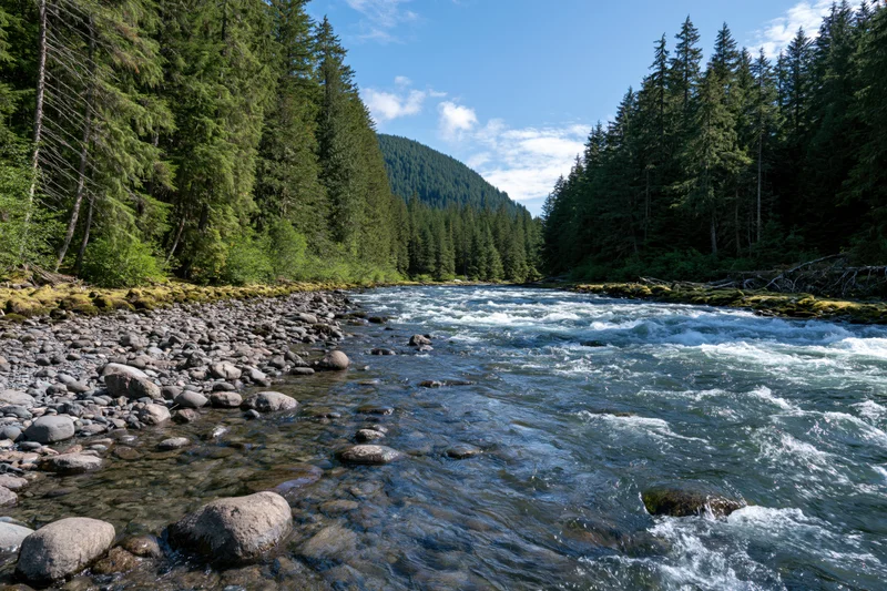 Shallow mountain river rushing over smooth rocks and stones through a dense forest valley