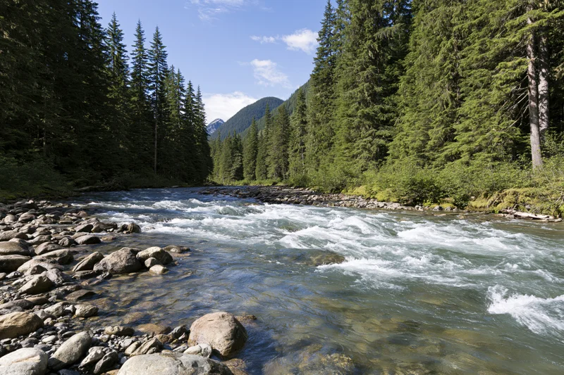 Shallow mountain river rushing over smooth rocks and stones surrounded by dense pine forest